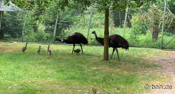 Vogelpark in Eggenstein-Leopoldshafen freut sich über Emu-Nachwuchs - BNN - Badische Neueste Nachrichten