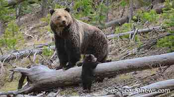 Helicopter airlifts hiker after grizzly bear attack in Wyoming