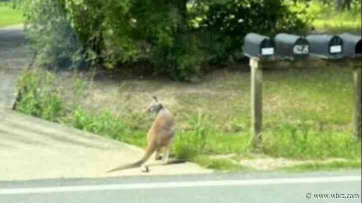 Loose kangaroo bewilders residents in EBR; roaming animal wrangled by law enforcement