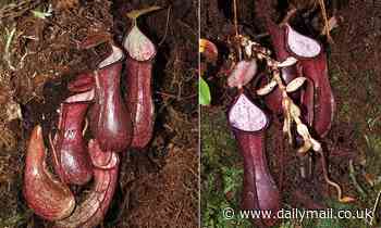 Scientists identify strange-looking carnivorous plant that lurks underground to trap its prey  