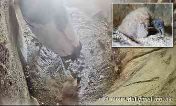 Critically endangered Andean condor hatches at bird sanctuary in Pittsburgh