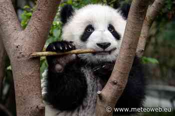 Il Panda e quel sesto dito per afferrare il bambù vecchio di seimila anni - MeteoWeb