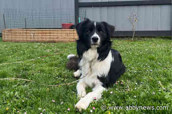 Victoria dog owner warns others of water intoxication after dog’s death