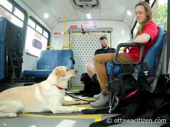 Guide and assistance dogs-in-training get a ticket to ride in Manotick