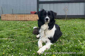 Victoria dog owner warns others of water intoxication after dog’s death