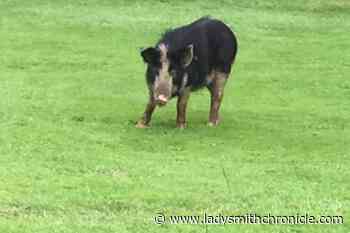 Escaped pigs surprise golfers in Cowichan – Ladysmith Chronicle - Ladysmith Chronicle