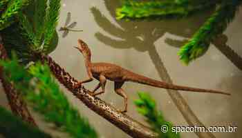 Pesquisadores encontram pequeno réptil de 225 milhões de anos em Faxinal do Soturno, no centro do RS - spacofm.com.br