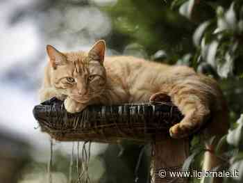 "Ha preso il Covid dal gatto". Primo caso al mondo: cosa dice lo studio