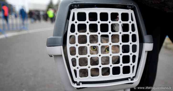 Covid, documentato il primo caso di trasmissione del virus da un gatto a un essere umano