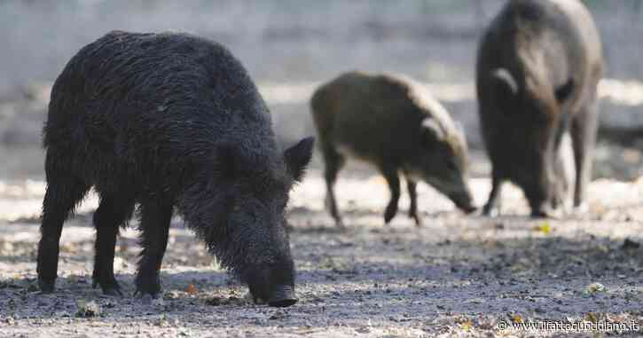 La peste suina africana non si trasmette all’uomo: perché resta un problema grave
