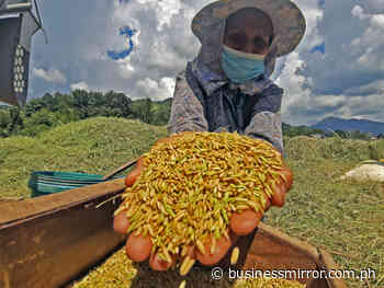 'Allot ₧15B for fertilizer aid to hike rice output' | Jasper Y. Arcalas - BusinessMirror
