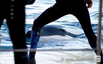 Les orques de Marineland victimes de "graves problèmes de santé"? La justice rejette la demande de l'association One Voice