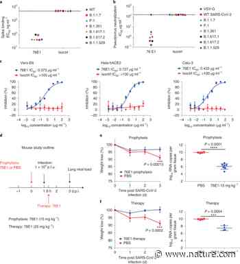 Neutralization mechanism of a human antibody with pan-coronavirus reactivity including SARS-CoV-2 - Nature.com