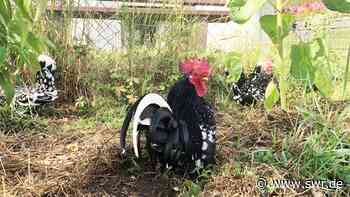 Hühnergarten in Ortenberg ist die neue Dorfmitte - SWR Aktuell