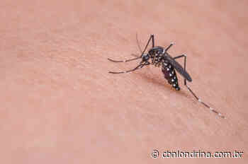 Boletim confirma mortes por dengue em Rolândia e Ibiporã - CBN Londrina