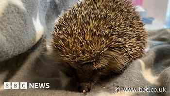 Castleford: Hedgehog found clamped to road bollard