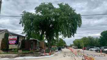 Selkirk Tree Saved | CTV News - CTV News Winnipeg