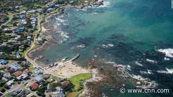 Pair of orcas targeting great white sharks off South Africa's coast