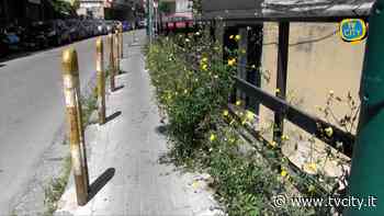 Erba ancora alta a via Martiri D’Africa, i residenti: è una vergogna - Tvcity
