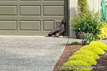 Juvenile eagle animal recovered from Sidney property euthanized – Saanich News - Saanich News