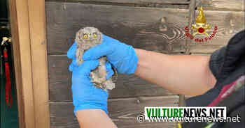 Melfi: cuccioli di rapace salvati dai Vigili del fuoco! Le foto - vulturenews.net