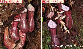 The REAL Little Shop of Horrors! Scientists identify carnivorous plant that traps prey underground