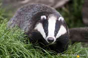 Housebuilder makes promise after concern about safety of badgers at Sutton site - Mansfield and Ashfield Chad