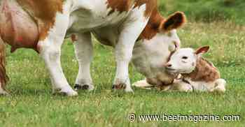 Assessing losses in a beef-dairy cross breeding program