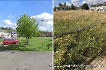 'Swampland' grass blasted in Tanners Hill, Abbots Langley - Watford Observer