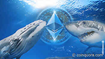 Ethereum Whales and Sharks Continue to Stock Up More ETH - CoinQuora - Live Crypto News