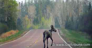 Two moose killed by vehicles along Gunflint Trail last weekend - Star Tribune