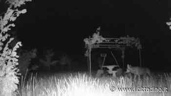 VIDEO A San Fiorano ormai il lupo è di casa, nuovo avvistamento - Il Cittadino
