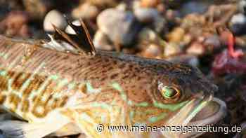 Urlaub am Mittelmeer: Achtung, diese tödlichen Tiere leben im Wasser