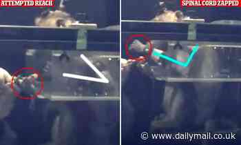 Arm and hand movements are RESTORED in paralyzed monkeys by zapping their spinal cords