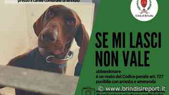 "Se mi lasci non vale": la campagna contro gli abbandoni degli animali domestici - BrindisiReport