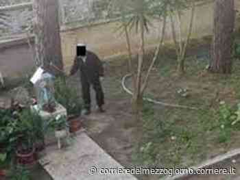 Brindisi, anziano bastonava gatti in un condominio: condanna confermata in Appello - Corriere del Mezzogiorno