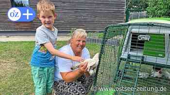 Kita-Kinder in Greifswald kümmern sich um Huhn „Lady Gaga“ - Ostsee Zeitung