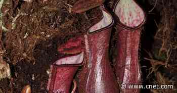 This Bizarre Carnivorous Plant Captures Prey Underground     - CNET