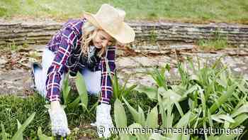 Natron im Garten: So setzen Sie das Hausmittel gegen Blattläuse und Unkraut ein
