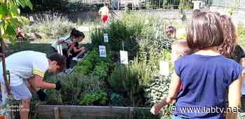 'Ortoamico', il plesso 'Pietà' del Convitto di Benevento 'in campo' per l'educazione alimentare - Lab TV Lab TV - LabTV