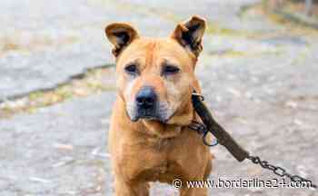 Bari, troppe aggressioni da parte di pitbull e cani di grossa taglia liberi in strada: il Comune corre ai ripari - Borderline24.com