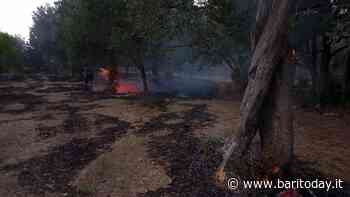 Incendio a Mungivacca: fiamme in un fondo agricolo, bruciano alberi d'ulivo - BariToday