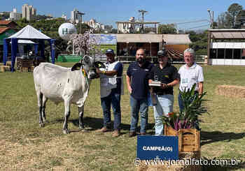 Produtores de Mimoso do Sul acumulam prêmios nacionais de bovinos leiteiros - Jornal Fato