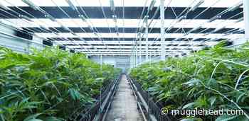 TGOD enters Q3 with growing enthusiasm for maple buds - Mugglehead