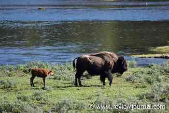 Another Yellowstone visitor gored by bison