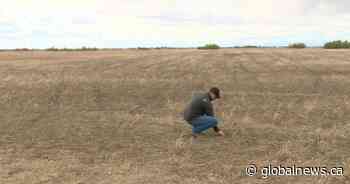 Saskatchewan farmers struggling with too wet or too dry conditions: latest crop report