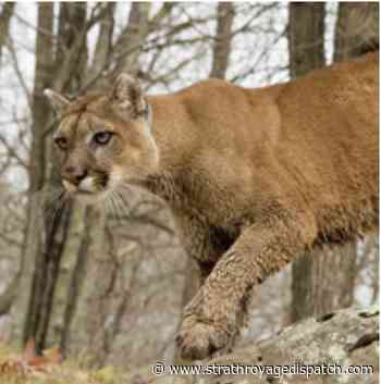 Kids kept inside due to possible cougar sightings - Strathroy Age Dispatch