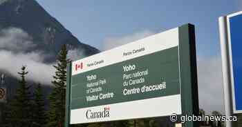 Police urge motorists to be aware of bears in Yoho National Park