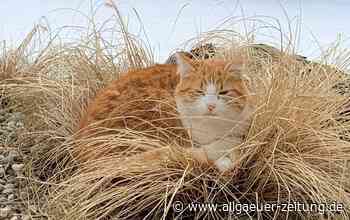 Allgäu: Katze angefahren: Was tun? Polizei gibt Tipps - Allgäuer Zeitung