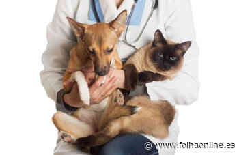 Prefeitura de Guarapari abre agendamento para castração de cães e gatos - FolhaOnline.es